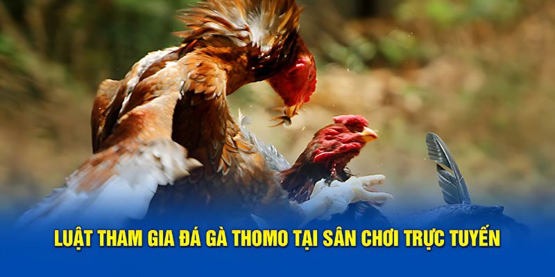 Quy tắc cần nắm bắt rõ khi tham gia chọi kê thomo